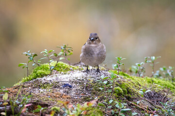 Small bird in forest