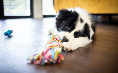 Border Collie puppy dog lying on floor and playing at home © leszekglasner