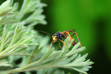 Bee insects in the wild, North China