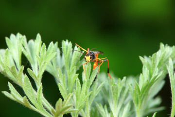 Bee insects in the wild, North China