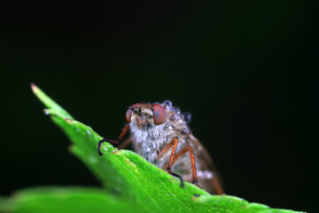 Gadfly on wild plants, North China