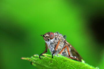 Gadfly on wild plants, North China