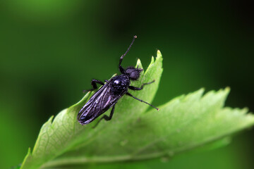 Mosquitos on wild plants, North China