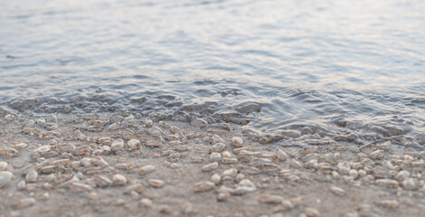 Many Salp on the beach, abundant natural from the sea. Hua-Hin Thailand.