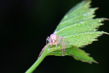 Spiders in the wild, North China