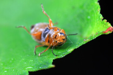 Obraz premium Leaf beetle on wild plants, North China