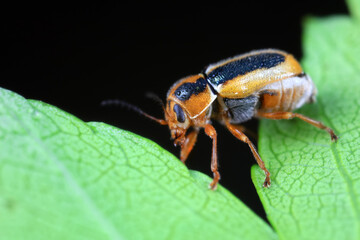 Leaf beetle on wild plants, North China