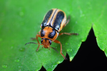 Leaf beetle on wild plants, North China