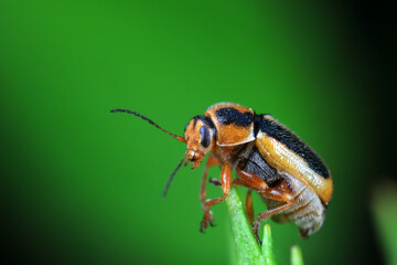 Leaf beetle on wild plants, North China