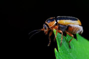 Leaf beetle on wild plants, North China