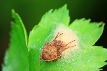 Spiders in the wild, North China