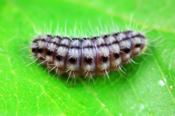 Lepidoptera larvae in the wild, North China