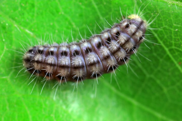 Lepidoptera larvae in the wild, North China