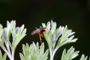 Bee insects in the wild, North China