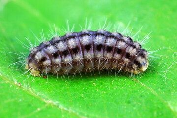 Lepidoptera larvae in the wild, North China