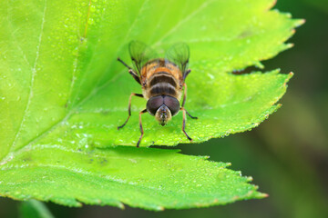 Aphid eating flies in the wild, North China