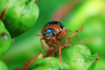 Naklejka premium Leaf beetle on wild plants, North China