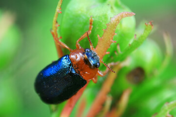 Leaf beetle on wild plants, North China