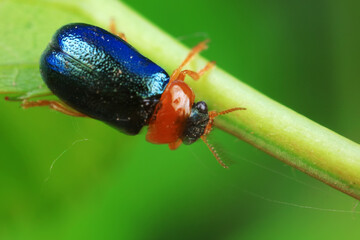 Leaf beetle on wild plants, North China