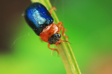 Leaf beetle on wild plants, North China