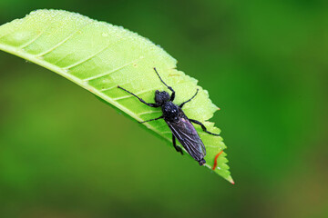 Mosquitos on wild plants, North China