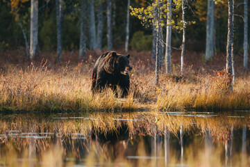 Wild brown bear in Finland wetlands