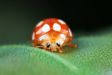 Ladybugs on wild plants, North China