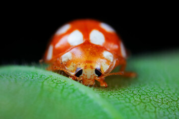Ladybugs on wild plants, North China