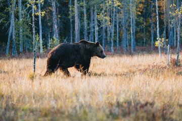 Wild brown bear in Finland wetlands