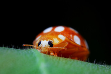 Ladybugs on wild plants, North China