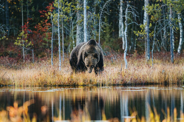 Fototapeta Wild brown bear in Finland wetlands obraz