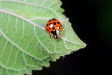 Ladybugs on wild plants, North China