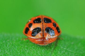 Ladybugs on wild plants, North China