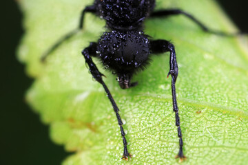 Mosquitos on wild plants, North China