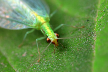 A functional insect of the order Neuroptera in the wild, North China