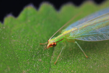 A functional insect of the order Neuroptera in the wild, North China