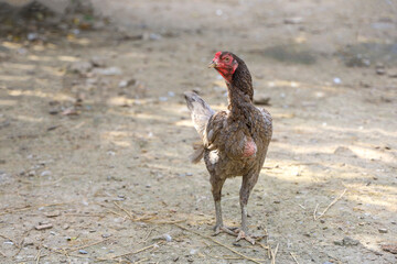 The fighting hen is stay in garden