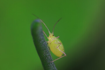 Aphids in the wild, North China