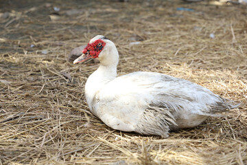 The white duck is stay in garden