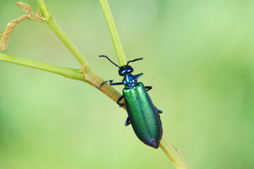 Coleoptera insect -- green Daphne genkwa, North China