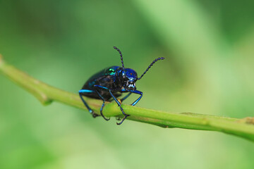 Coleoptera insect -- green Daphne genkwa, North China