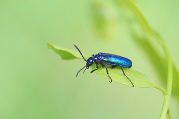 Coleoptera insect -- green Daphne genkwa, North China