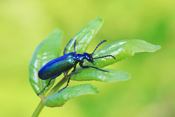 Coleoptera insect -- green Daphne genkwa, North China