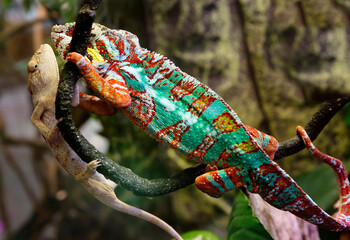 Panther chameleon Ambato. Male and female.
This is a brightly colored species of reptile lizards that live in the tropical forests of the Republic of Madagascar. The body is painted in various shades 