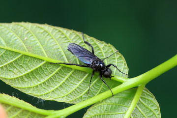 Mosquitos on wild plants, North China