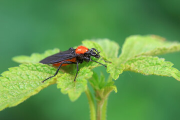 Fototapeta premium Mosquitos on wild plants, North China