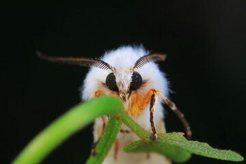 Lepidoptera insects in the wild, North China