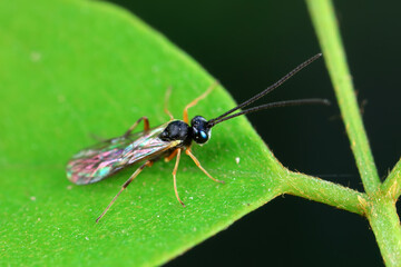 Fototapeta premium Bee insects in the wild, North China