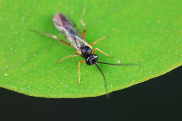 Bee insects in the wild, North China
