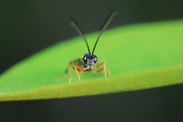 Bee insects in the wild, North China